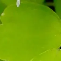 幻のヤンバルカラマツ