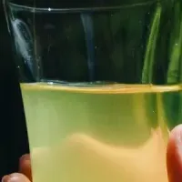 KOTOSHINA新茶2026