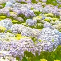 四国のあじさいまつり