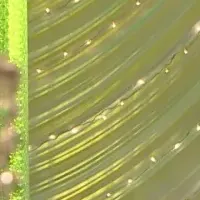 山内惠介の特番