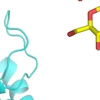 新発見の糖輸送タンパク質