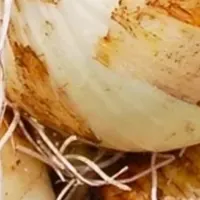 甘さ際立つ下中たまねぎ