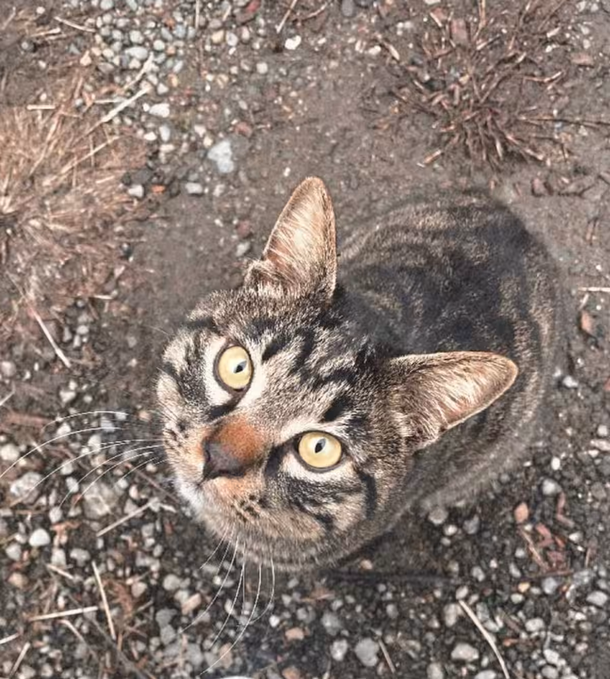 画像5