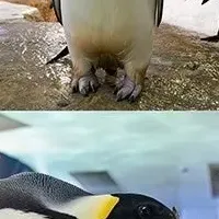 愛を込めてペンギン名募集