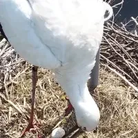 舞鶴市のコウノトリ