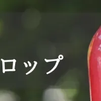 紀ノ国屋の和シロップ