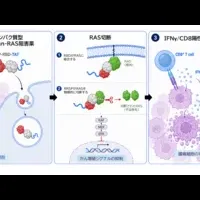 新抗がん剤RRSP-RBD