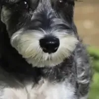 愛犬と泊まれる宿
