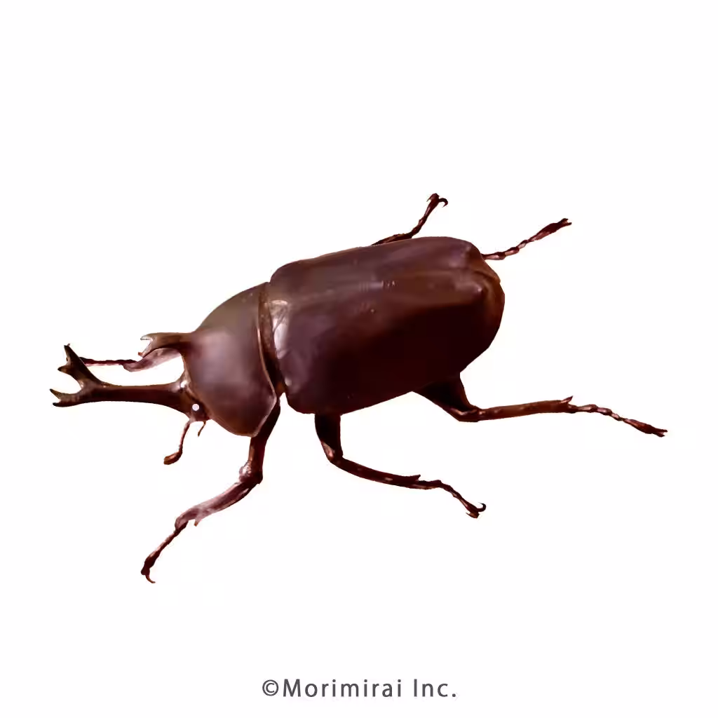 画像5