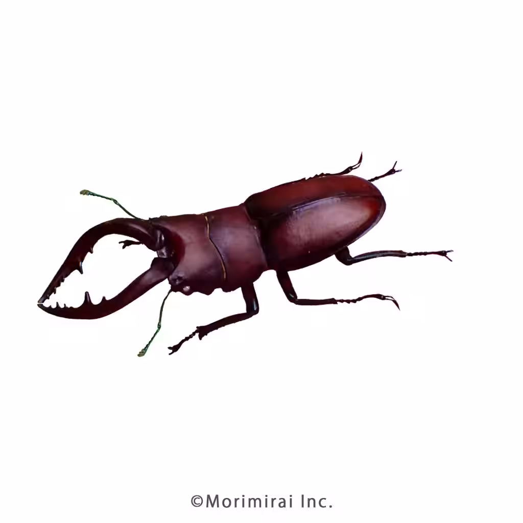 画像14
