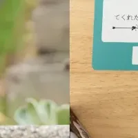 ClaGla新作展示