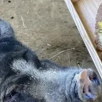 淡路島の夏祭り
