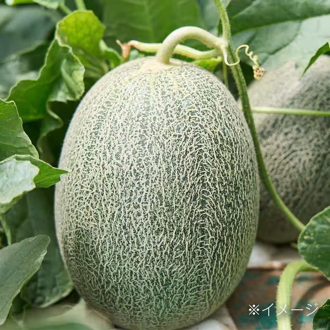 画像11