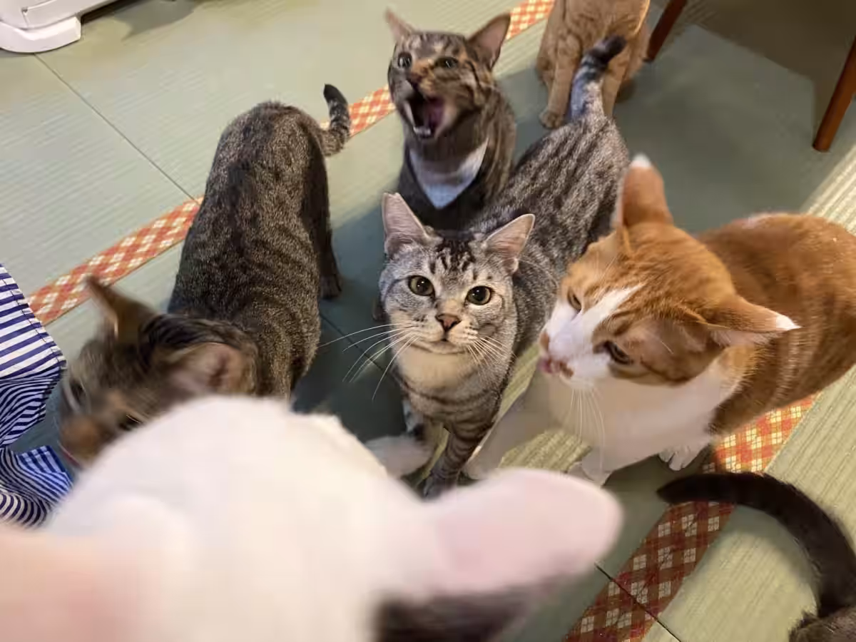 画像12