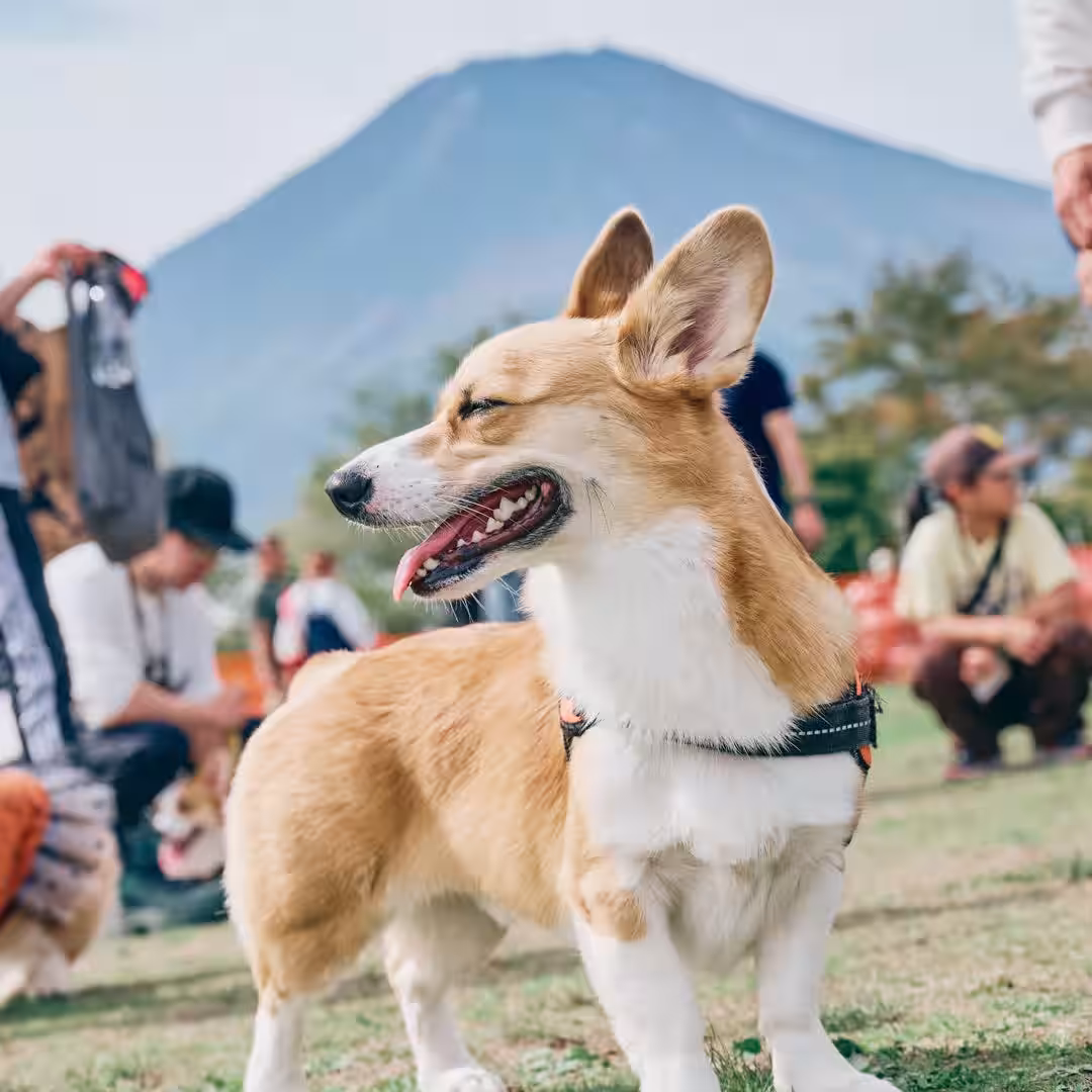 画像10