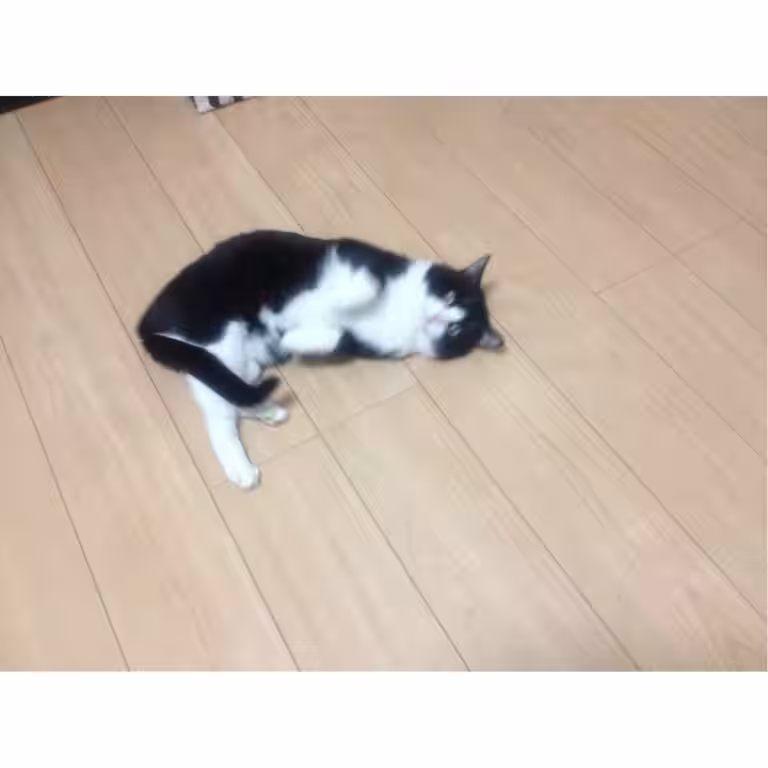 画像9
