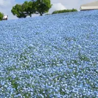 こうべアグリパークの再生