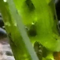 エビアマモの開花成功