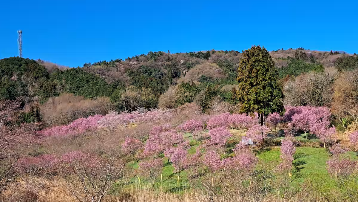 画像11