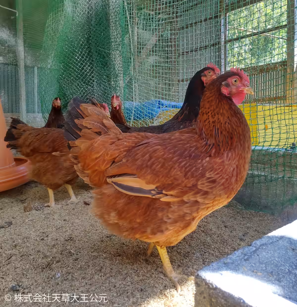 画像1
