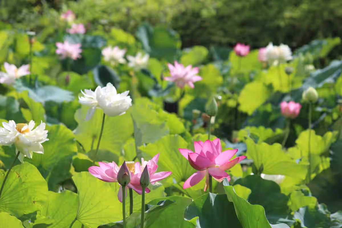 画像9