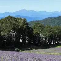涼しさ満点のラベンダーパーク