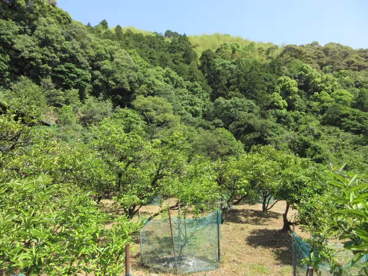 画像9