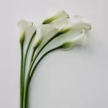 画像14