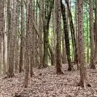 吉和の森キャンプ