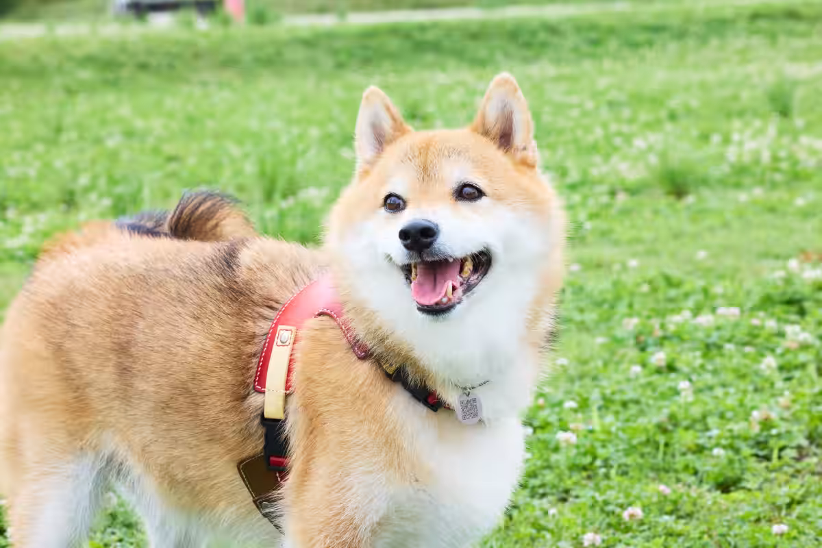 画像9