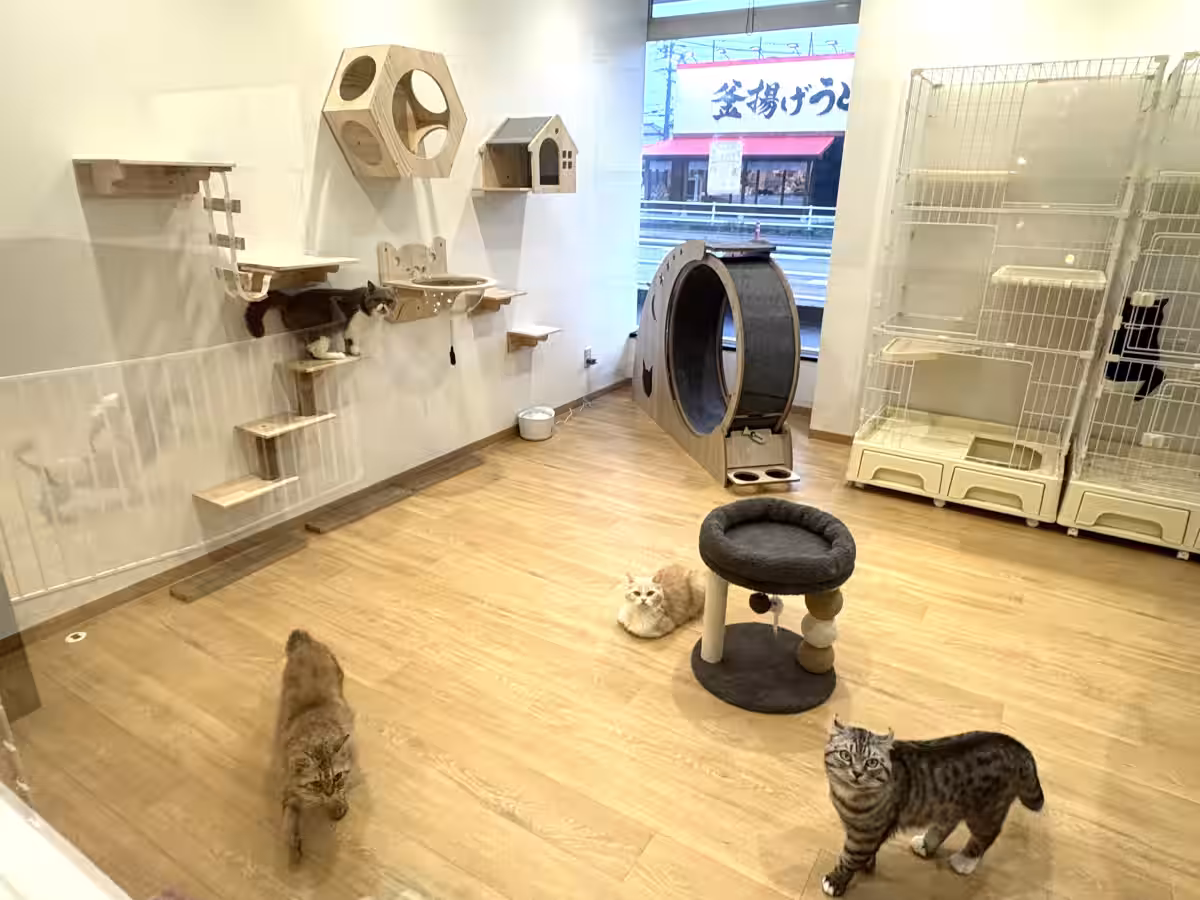 画像5