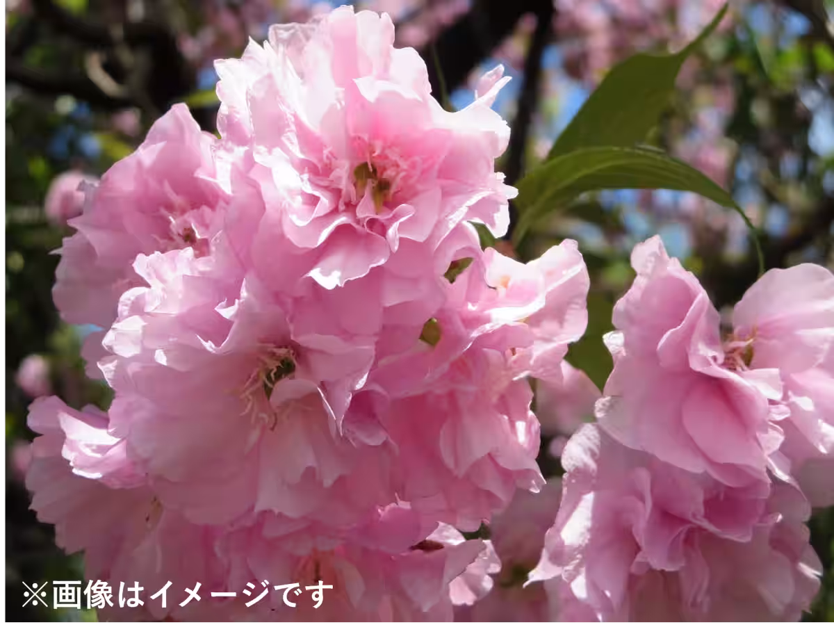 画像6