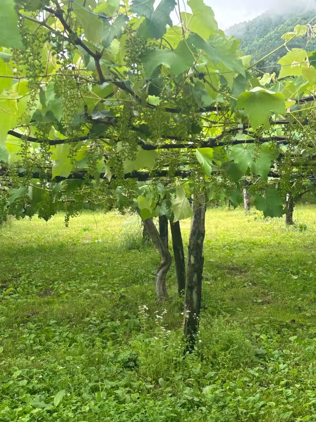 画像12