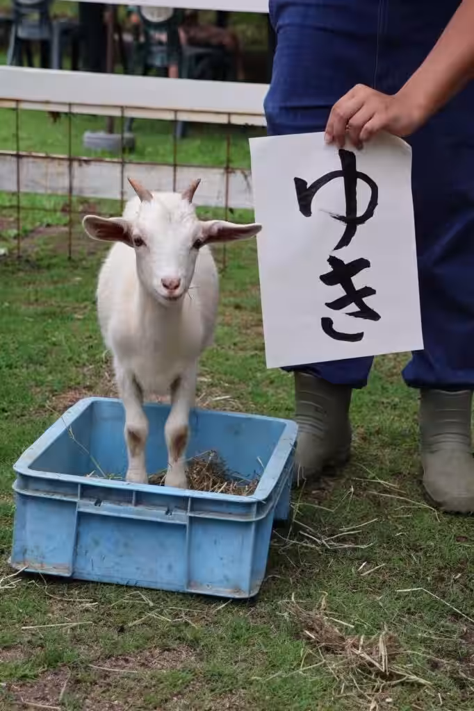 画像8