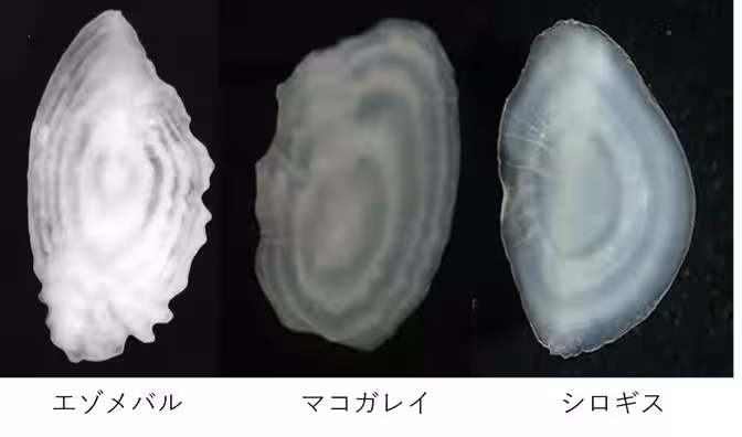 画像10