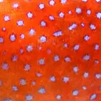 特別な夏のAquarium