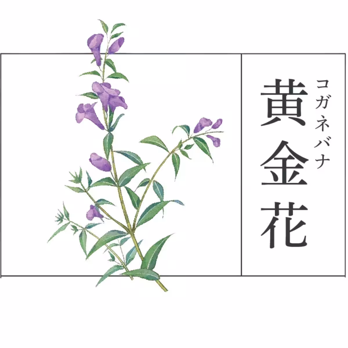 画像11