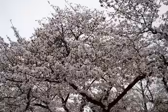 画像14