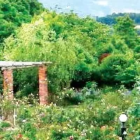 夢のバラ園の挑戦