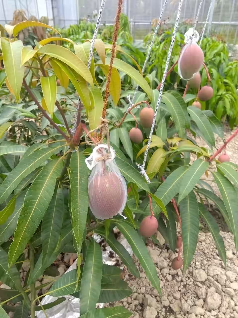 画像4