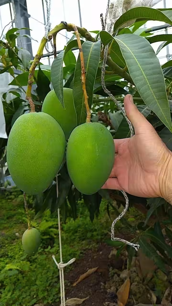 画像5