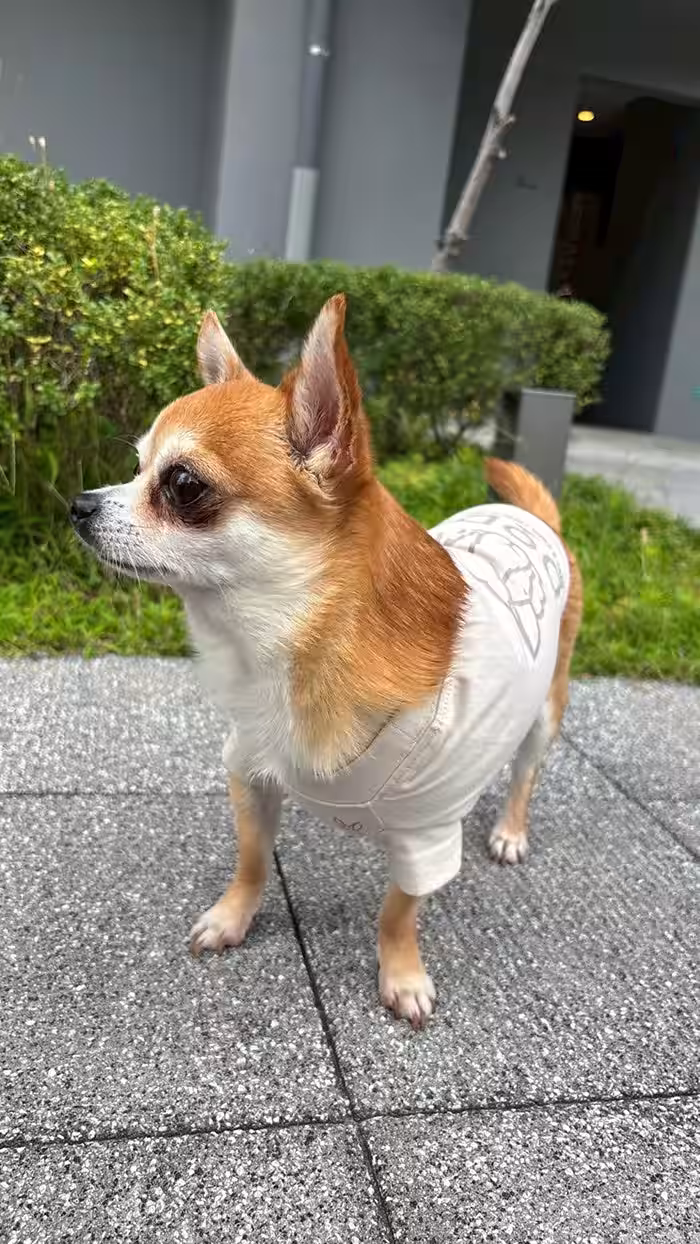 画像15