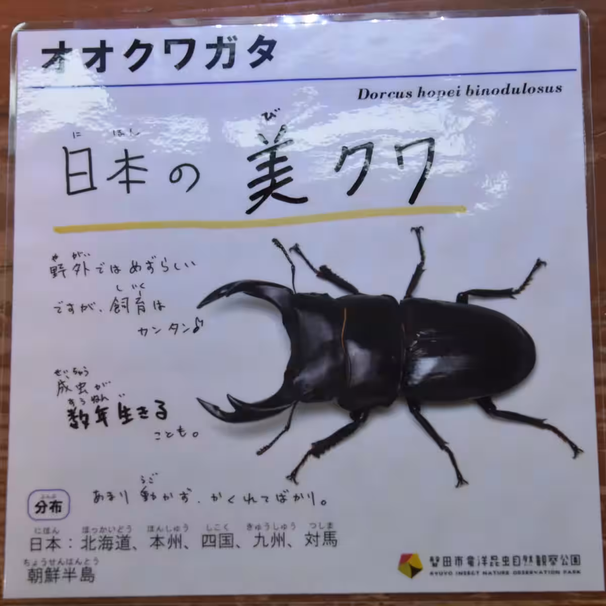 画像8