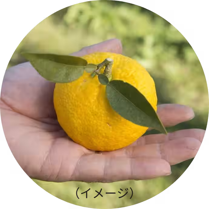 画像11