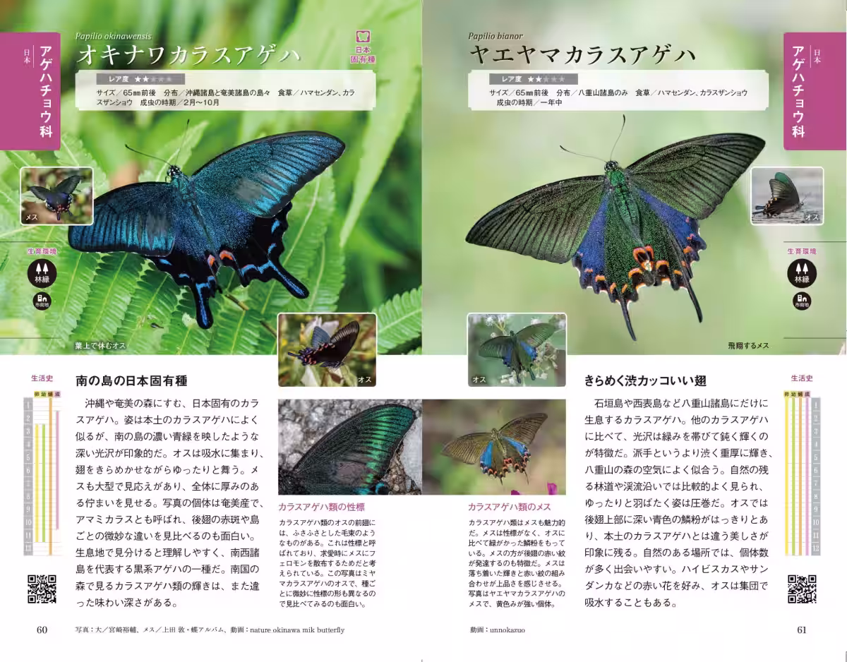 画像5