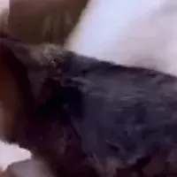保護猫と環境を考える