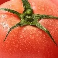 広島トマトフェア
