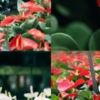 滋賀の花が彩るロビー