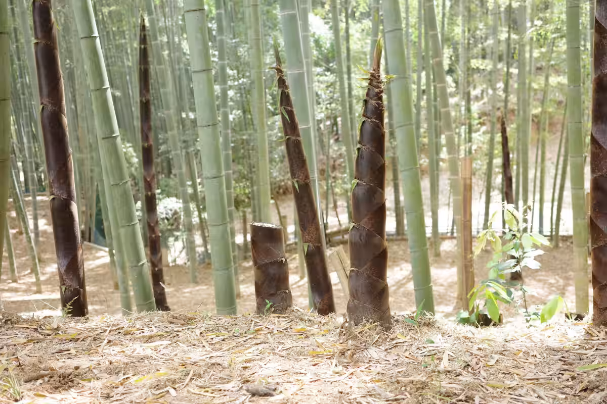 画像8