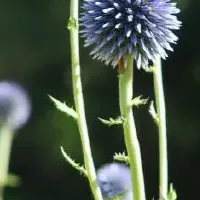絶滅危惧種ヒゴタイ